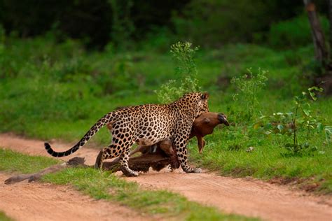 Animal picture of the day: leopard with giant prey