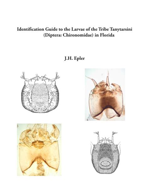 Identification Guide to the Larvae of the Tribe Tanytarsini (Diptera: Chironomidae) in Florida ...