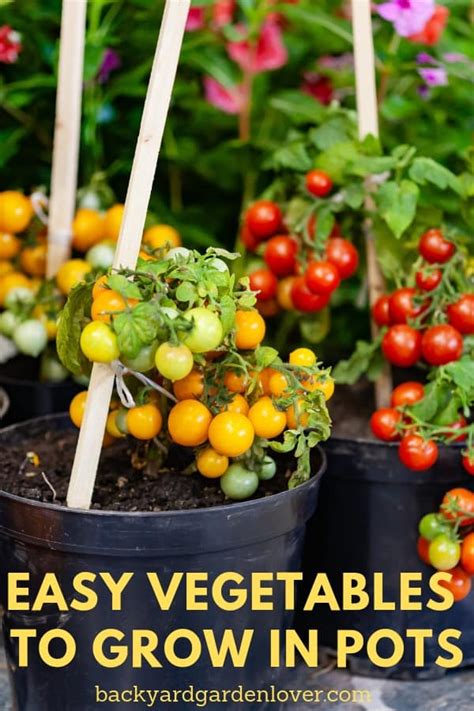 5 Easy Vegetables To Grow In Pots - Great For Small Spaces