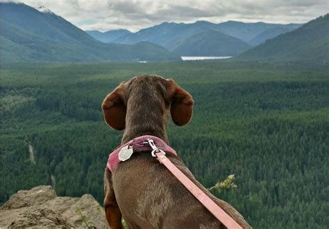 Is It Becoming More Popular to Hike With A Small Dog?