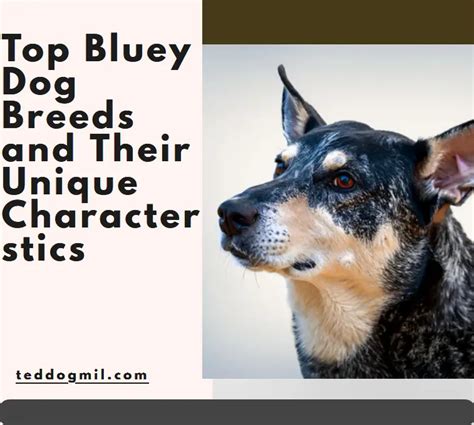 Top Bluey Dog Breeds and Their Unique Characteristics - Ted Dog Mil