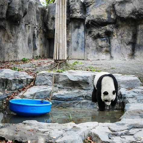 Pandas Shanghai Zoo Stock Photo by ©innervision 265597398