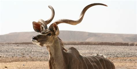 Kudu – Discover interesting facts about this beautiful African antelope