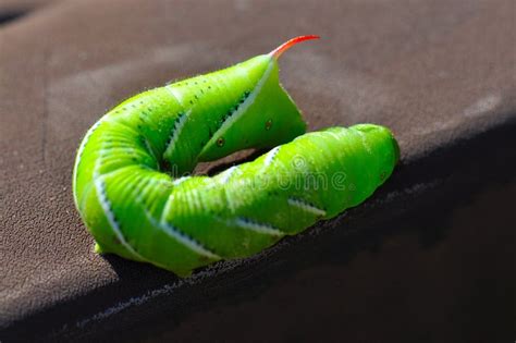 Green tomato worm stock image. Image of worm, large, pest - 16344195