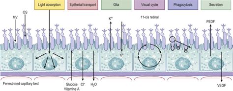 The Function of the Retinal Pigment Epithelium | Ento Key