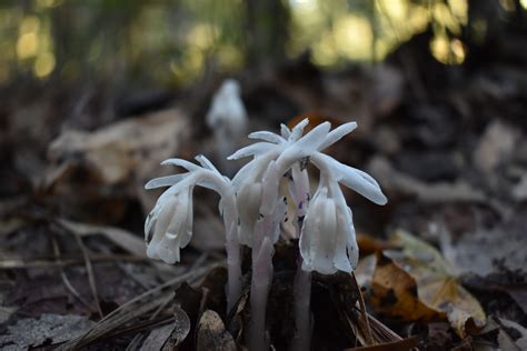 Encountering the mysterious ghost pipe plant | indie herbalist