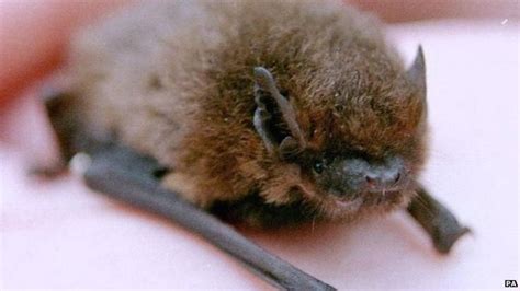 British bats 'showing signs of recovery' - BBC News