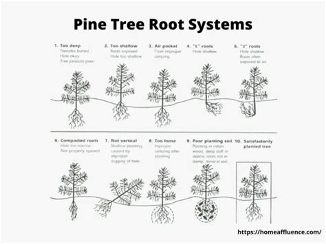 Pine Tree Root System Diagram - vrogue.co