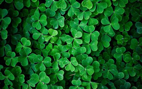 Wallpapers Shamrock - Wallpaper Cave