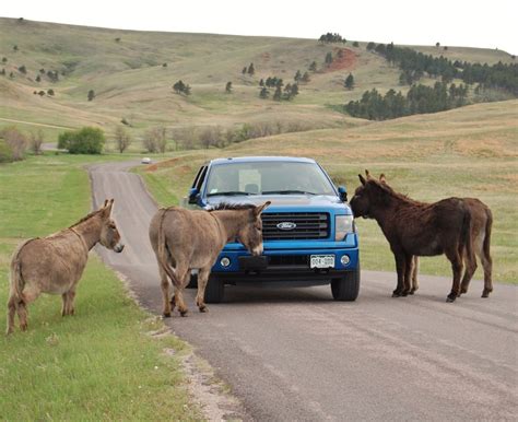 Wildlife Loop At Custer State Park South Dakota Is Where An Array Of Wildlife Exists • Brain Contour