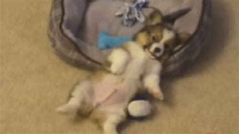 Corgi Puppy Was Playing, But Seconds Later He Did The Most Adorable Thing! (VIDEO)