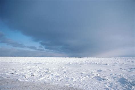 Tundra Biome: Climate, Location, Temperature, Precipitation, Plants and Animals - Conserve ...