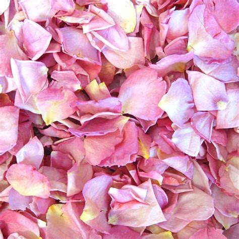 Bright Pink Rose Petals – Rose Petals