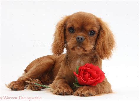 Dog: King Charles pup and red rose photo WP33152