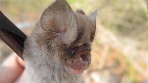 Newly discovered bats are related to those associated with the pandemic - CNN