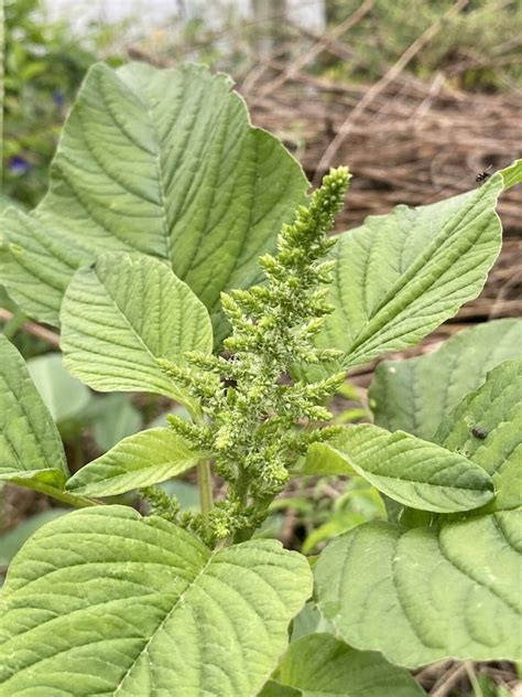 Green Amaranth Leaves of a Bush of a Plant Stock Image - Image of amaranth, color: 266252001