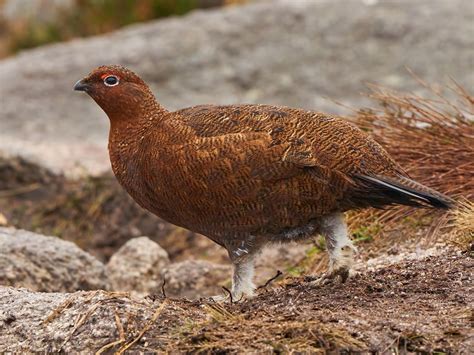 Willow Ptarmigan - eBird