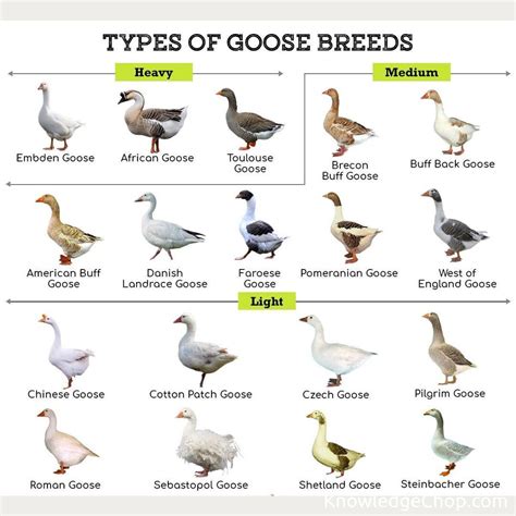 Types of Goose breeds | 🥷 Knowledge Ninja