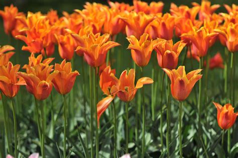 35 Types of Orange Flowers to Brighten Your Garden