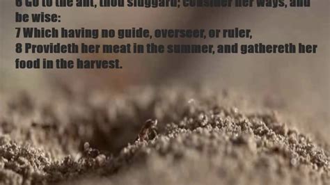 the ant Bible verse - YouTube