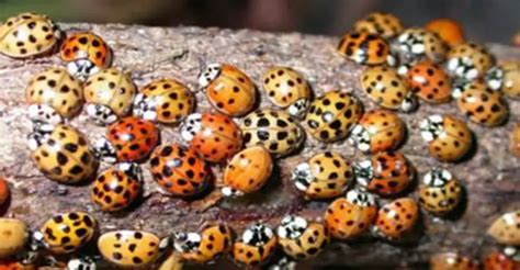 These Aren't Just Ladybugs living In Your House – Here's The Horrific Truth - Relay Hero