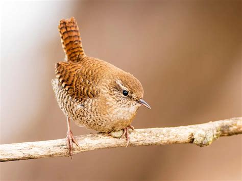 19 common British birds in your garden | lovethegarden