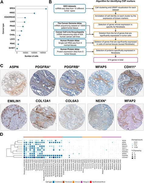 Frontiers | Deeper insights into transcriptional features of cancer ...