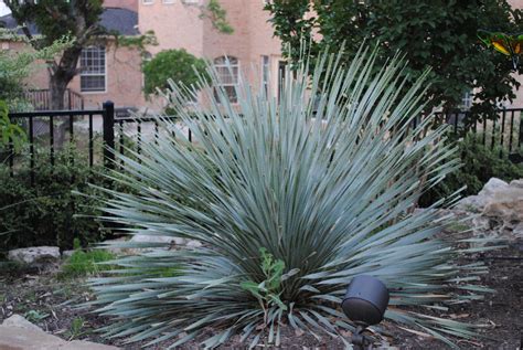 Excellent drought tolerant plant and a central Texas native - Texas Sotol Texas Landscaping ...