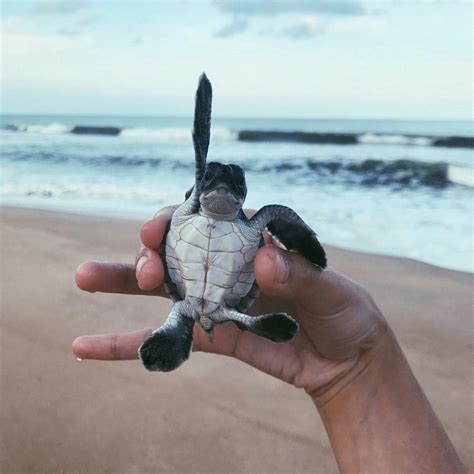 Baby Sea Turtle | Cute baby turtles, Cute turtles, Baby animals pictures