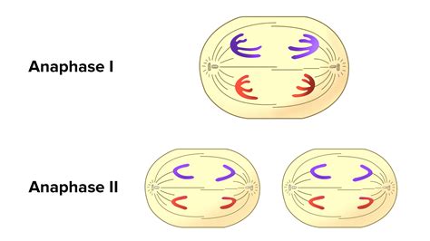 Distinguish Between Anaphase Of Mitosis And Anaphase - vrogue.co