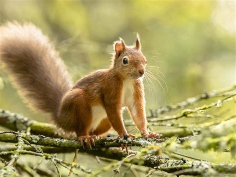 Red squirrels seen scampering around forest in adorable pictures ...