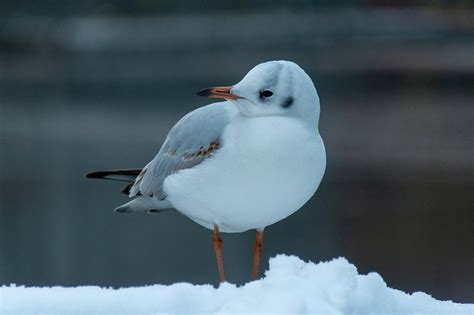 Gull Bird Ornithology - Free photo on Pixabay