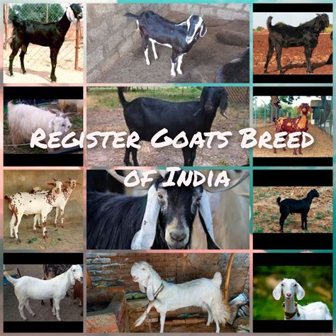 List Of Goat Breeds In India - BEST GAMES WALKTHROUGH