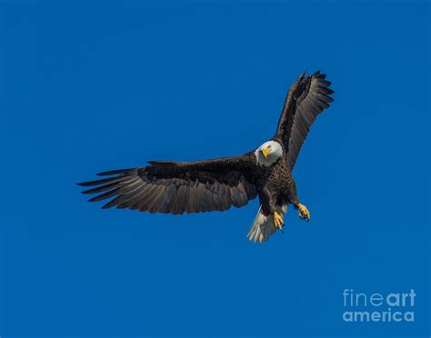 Bald Eagle spots prey Photograph by Jere Snyder - Pixels