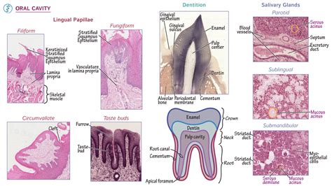 Physiology: Oral Cavity Histology | ditki medical & biological sciences