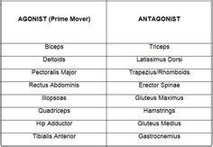 agonist antagonist muscle pairs chart - Google Search | Agonist, Muscle ...