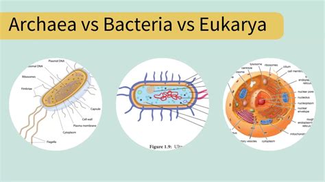 Archaea vs Bacteria vs Eukarya - 30 Differences, Definition, Examples ...