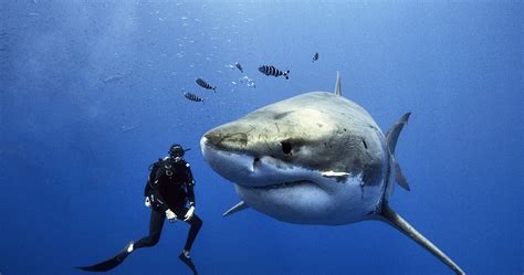 Plongée avec le grand requin blanc : faut-il préférer dans une cage ou en dehors