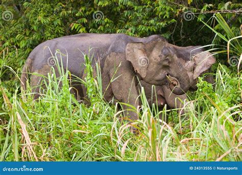 Pygmy elephant stock image. Image of kinabatangan, indian - 24313555