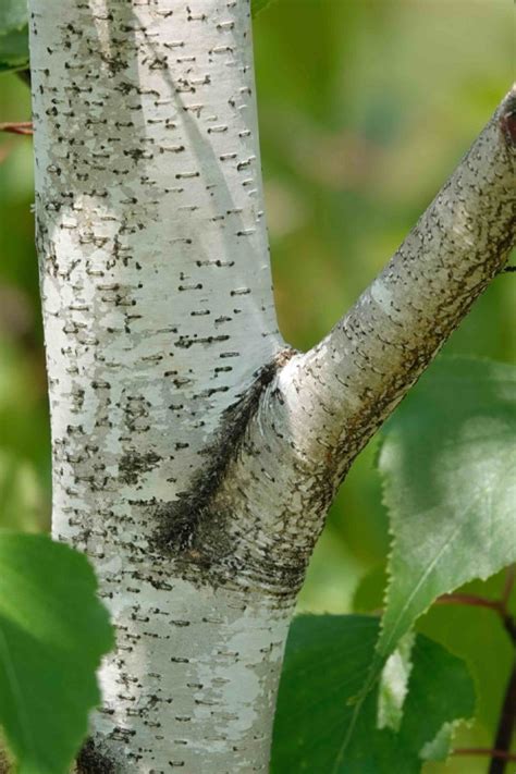 Buy Gray Birch Tree (Betula populifolia) | FREE SHIPPING | Wilson Bros ...