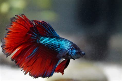 Pez betta o Luchador de Siam - Betta splendens - Vive la Naturaleza