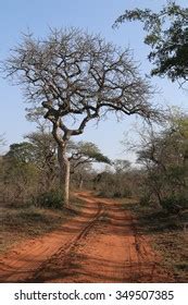 23 Marula Tree Bark Images, Stock Photos, 3D objects, & Vectors | Shutterstock