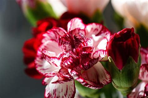 Bunga Anyelir Putih Dengan Motif Merah - Thegorbalsla