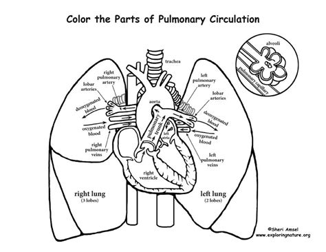 Pulmonary Circulation Coloring Page | Human body systems, Anatomy coloring book, Heart and lungs