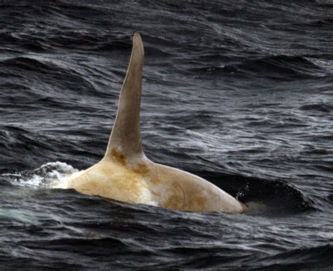 Albino Killer Whale male | Albino animals, Killer whales, Whale