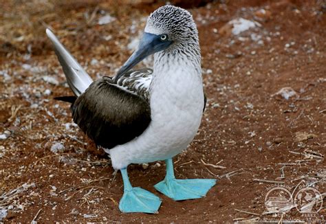 Galapagos Islands Animals - What you Can Expect to See Above and Below the Water - Fly & Sea ...