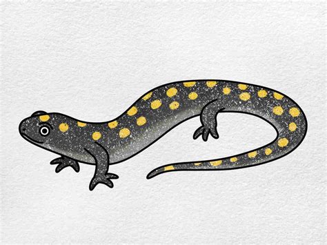 How to Draw a Spotted Salamander - HelloArtsy