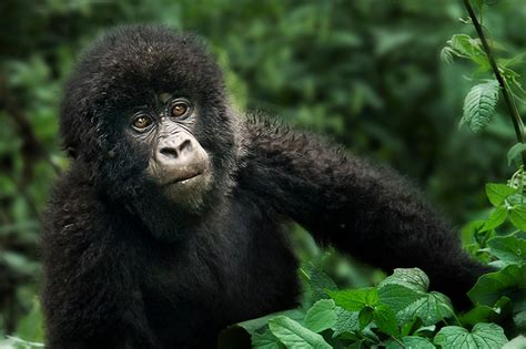 Why are Mountain Gorillas endangered - mountain gorilla endangered