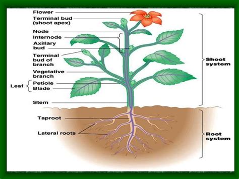 Plant morphology