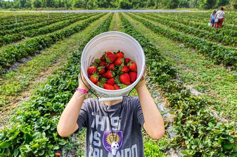 15 farms for strawberry picking near Toronto